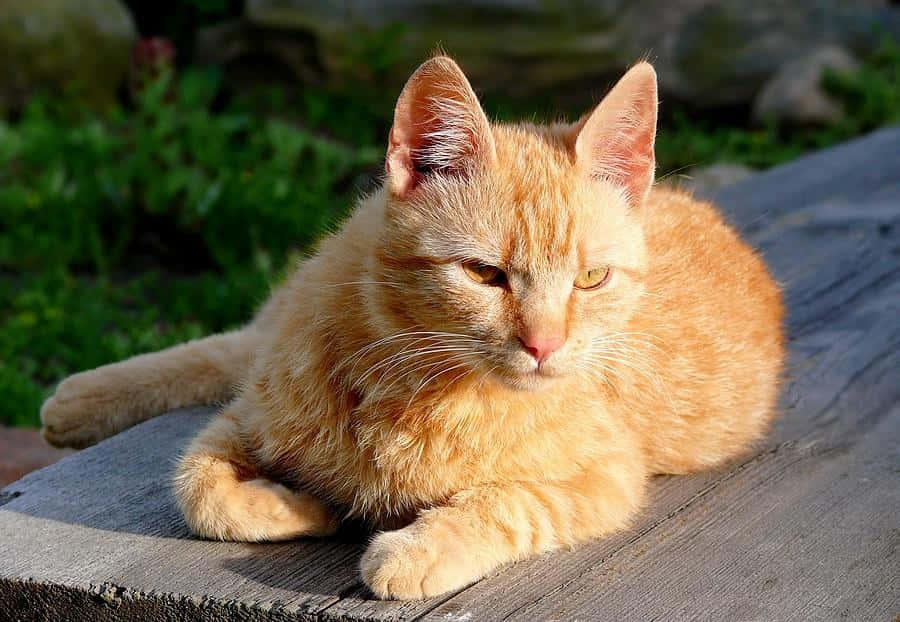 Brazilian Shorthair, fluffy orange tabby cat, weathered wooden surface, SD Desktop Wallpaper