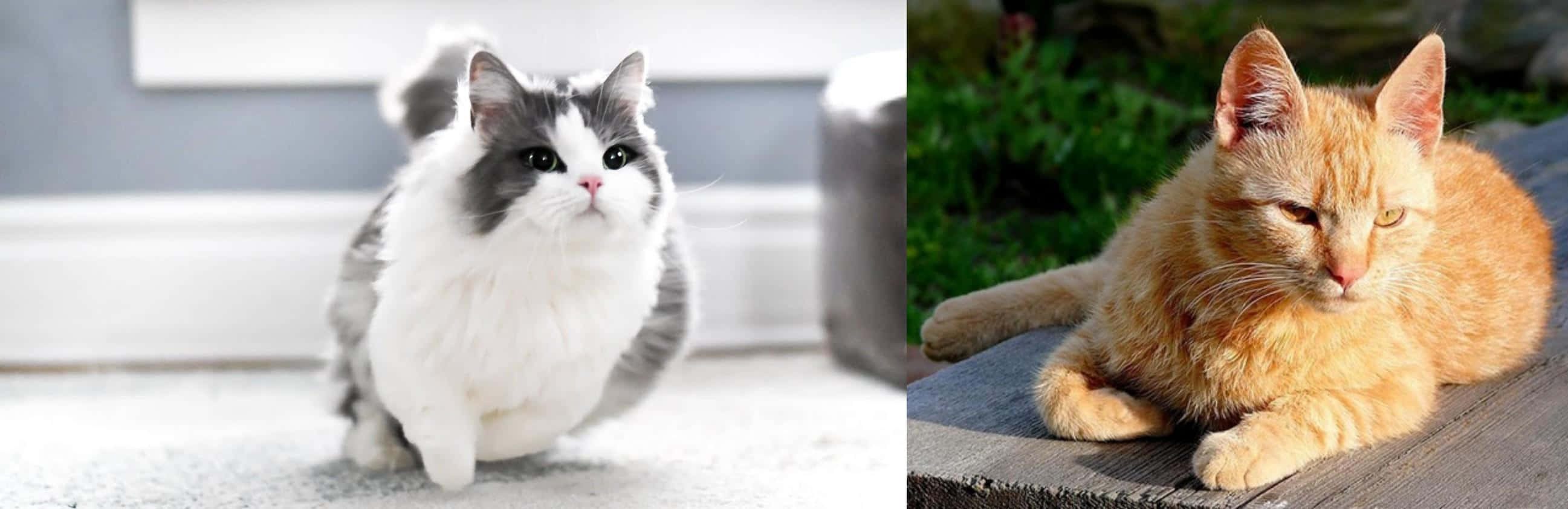Brazilian Shorthair, gray and white cat, orange tabby, 2K Desktop Wallpaper