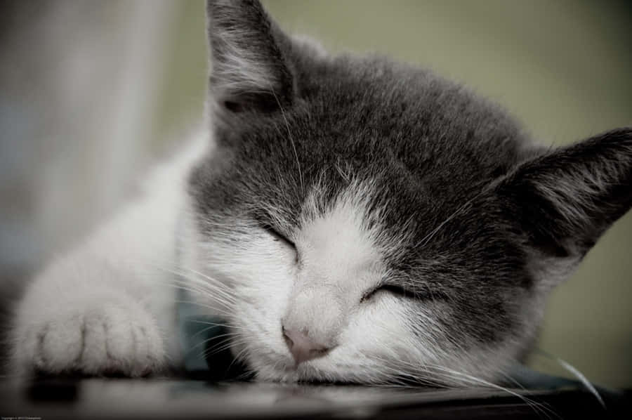Brazilian Shorthair, gray and white, sunshine, SD Desktop Wallpaper