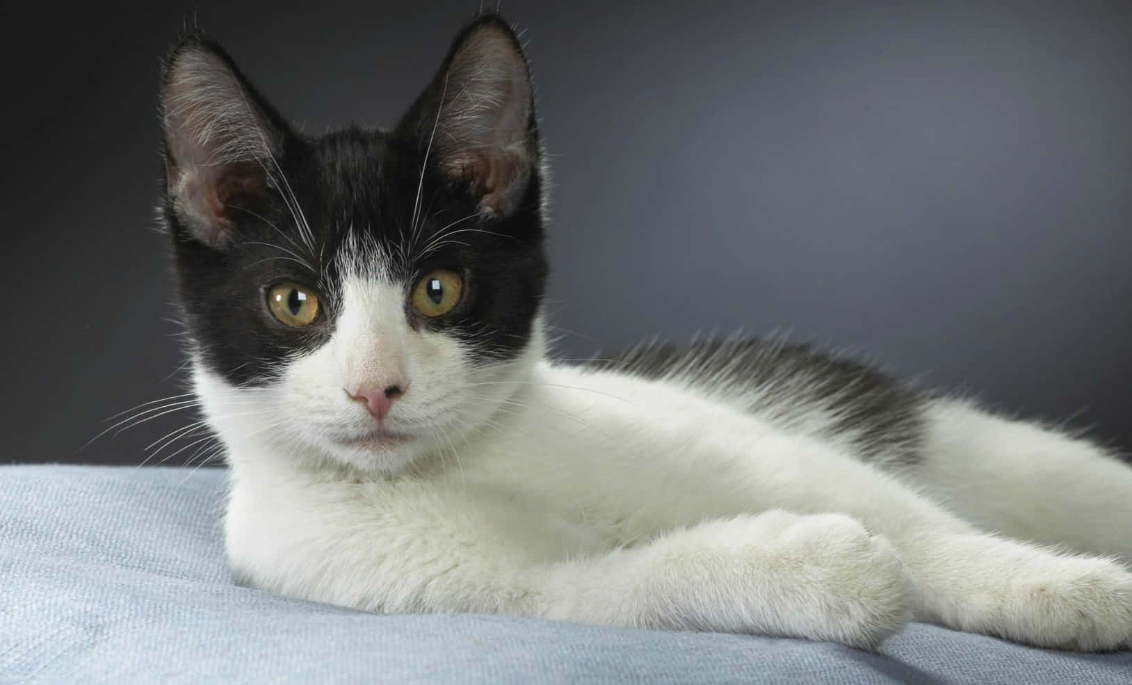 Brazilian Shorthair, black and white kitten, amber eyes, HD Desktop Wallpaper