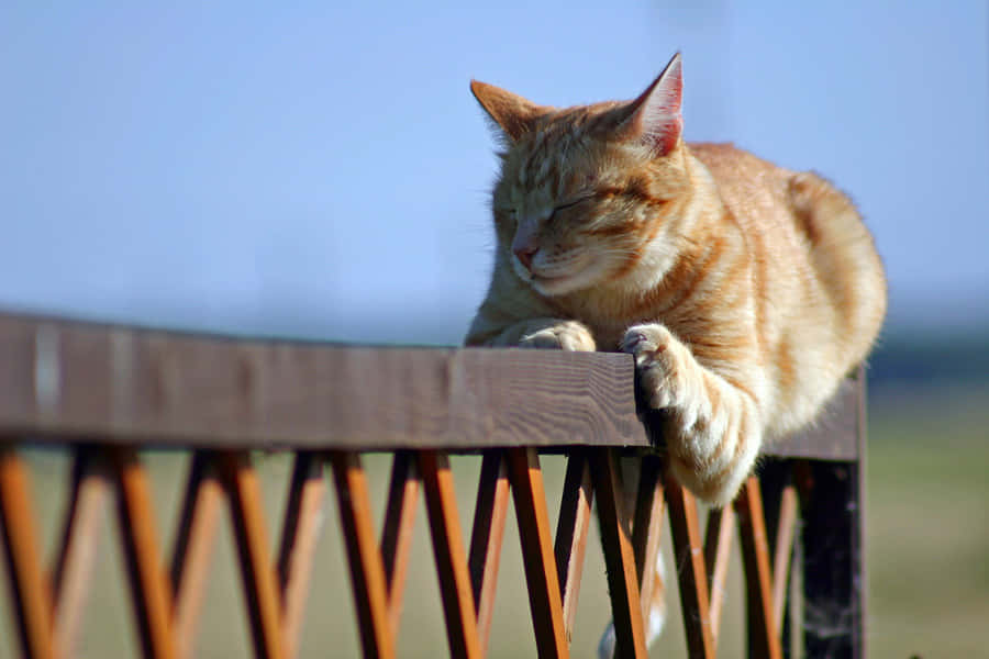 Brazilian Shorthair, ginger tabby, wooden fence, SD Desktop Wallpaper