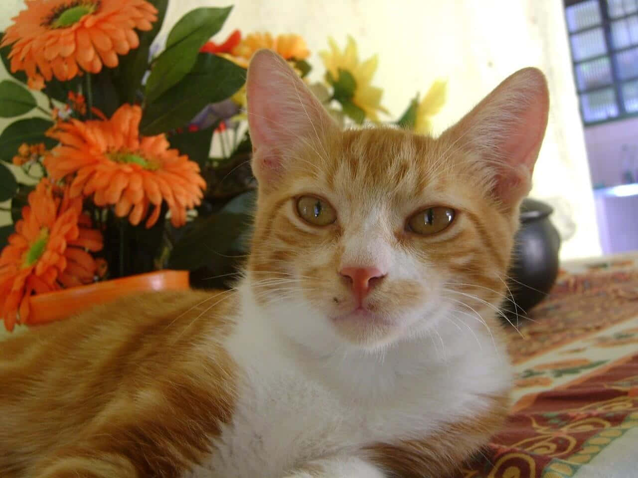 Brazilian Shorthair, ginger and white, bright green eyes, HD Desktop Wallpaper