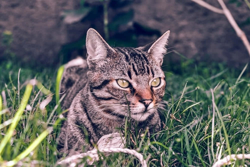Brazilian Shorthair, tabby cat, yellow eyes, SD Desktop Wallpaper