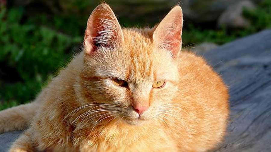 Brazilian Shorthair, fluffy orange tabby cat, sunlit log, SD Desktop Wallpaper
