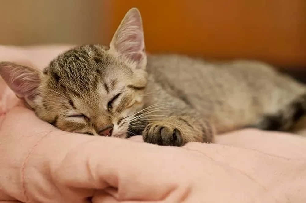 Brazilian Shorthair, tabby kitten, soft pink blanket, SD Desktop Wallpaper