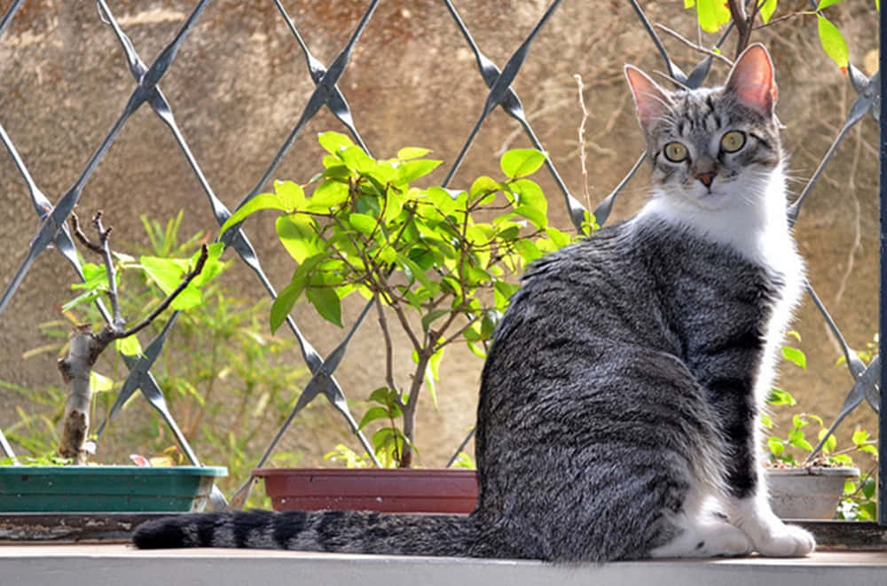 Brazilian Shorthair, tabby cat, green eyes, SD Desktop Wallpaper