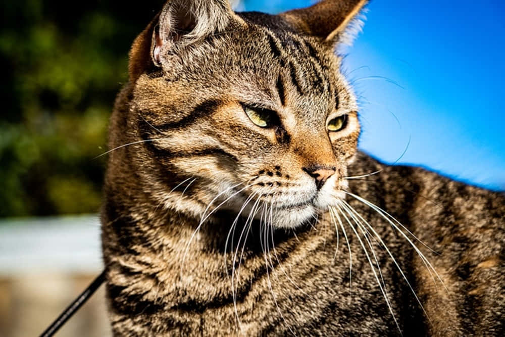 Brazilian Shorthair, tabby, green eyes, SD Desktop Wallpaper