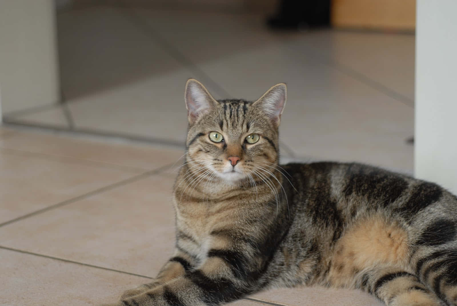 Brazilian Shorthair, tabby cat, green eyes, HD Desktop Wallpaper