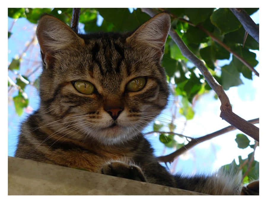 Brazilian Shorthair, tabby, green eyes, SD Desktop Wallpaper
