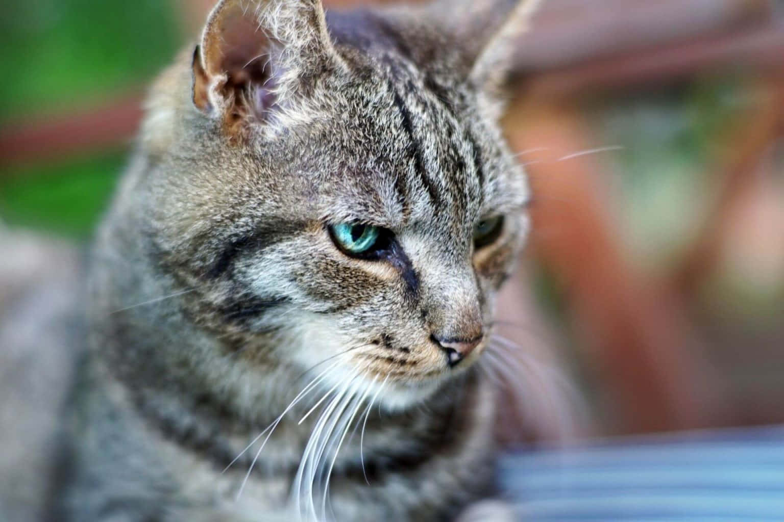 Brazilian Shorthair, tabby cat, green eyes, HD Desktop Wallpaper