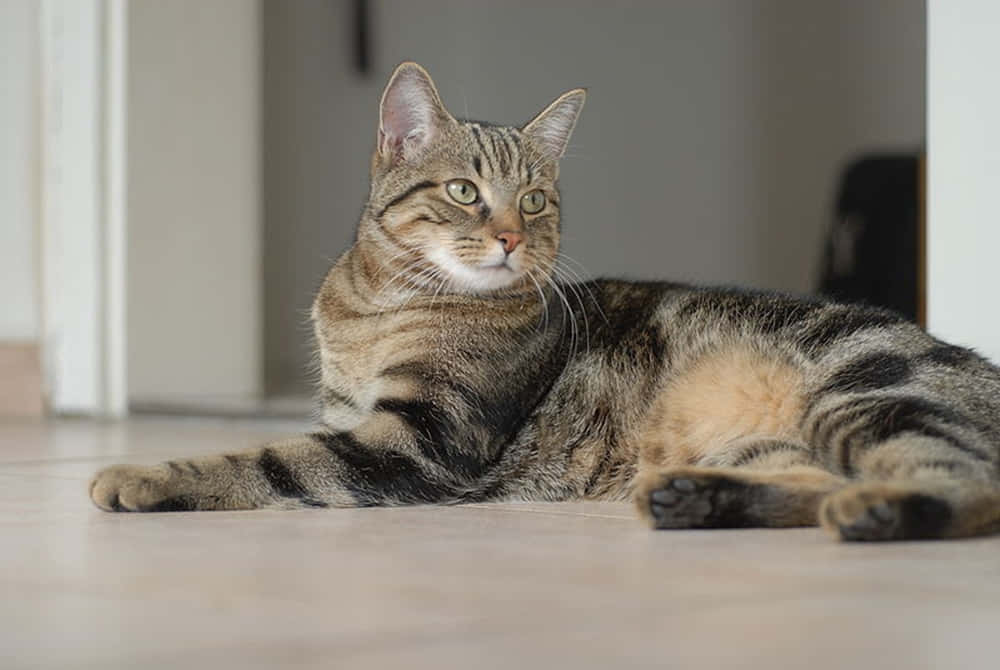 Brazilian Shorthair, tabby cat, green eyes, SD Desktop Wallpaper