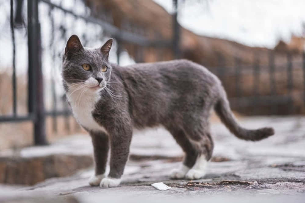 Brazilian Shorthair, gray and white, stone path, SD Desktop Wallpaper