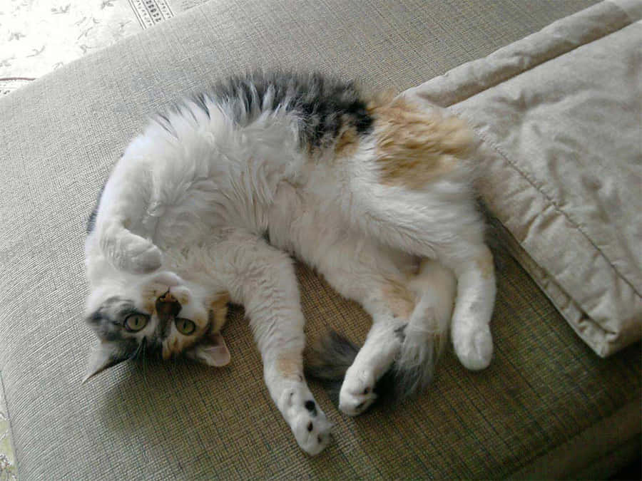 Brazilian Shorthair, calico cat, beige couch, SD Desktop Wallpaper