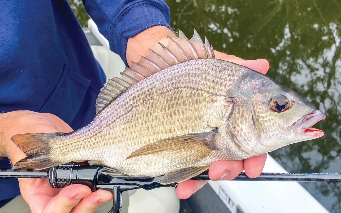 Bream