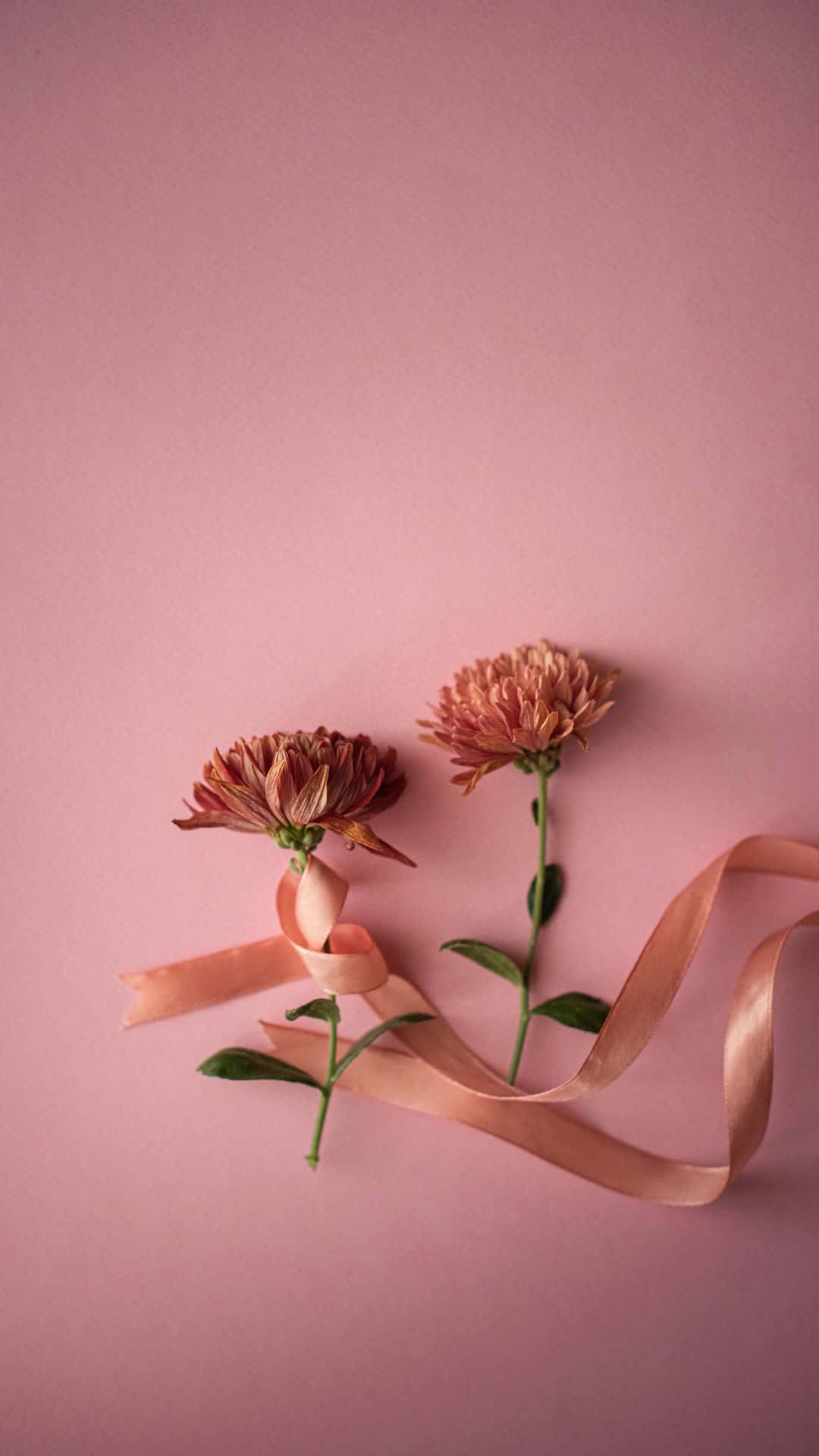 pink ribbon, chrysanthemums, peach ribbon, Full HD Phone Wallpaper