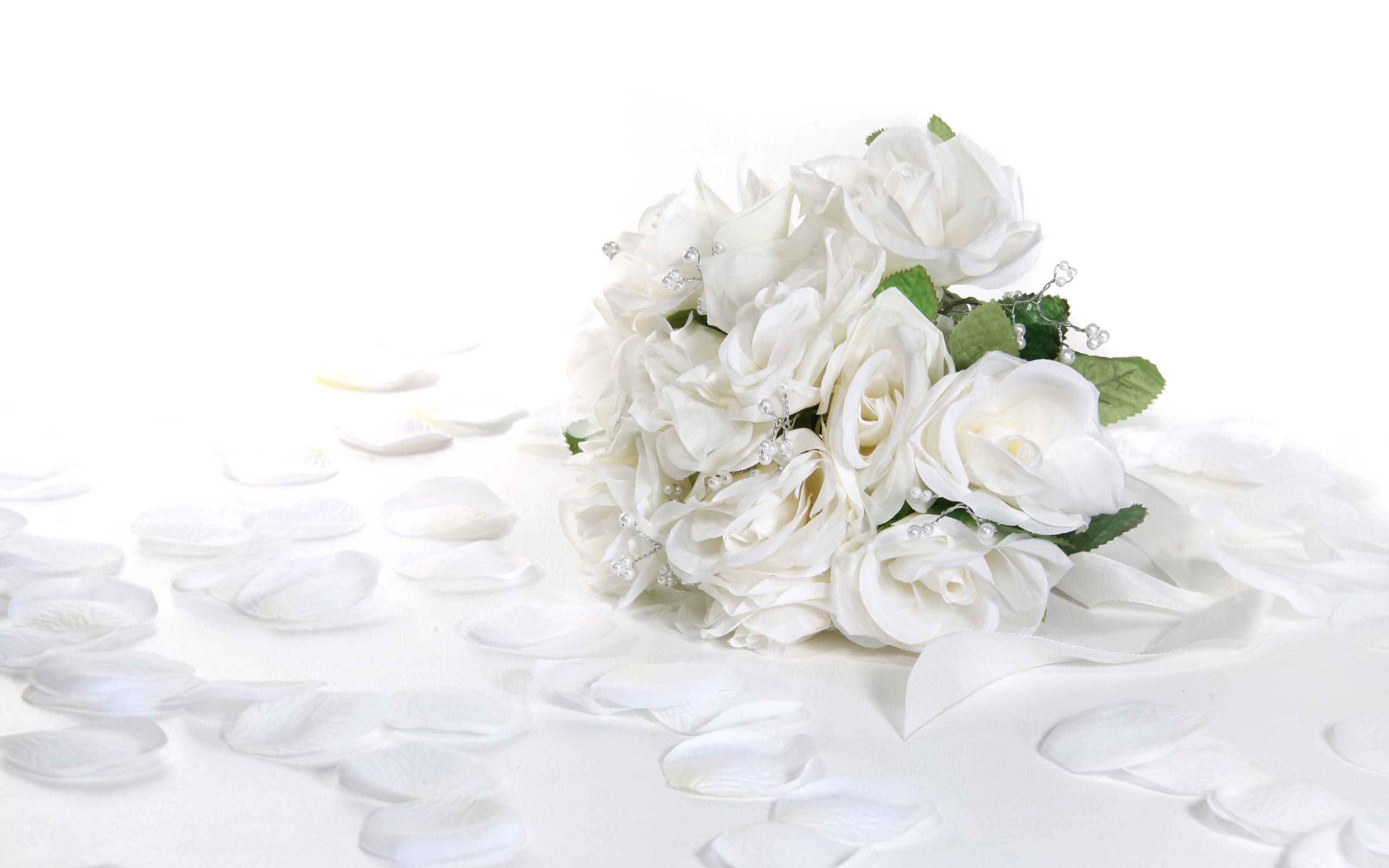 white roses, scattered petals, pure white surface, 2K Desktop Wallpaper