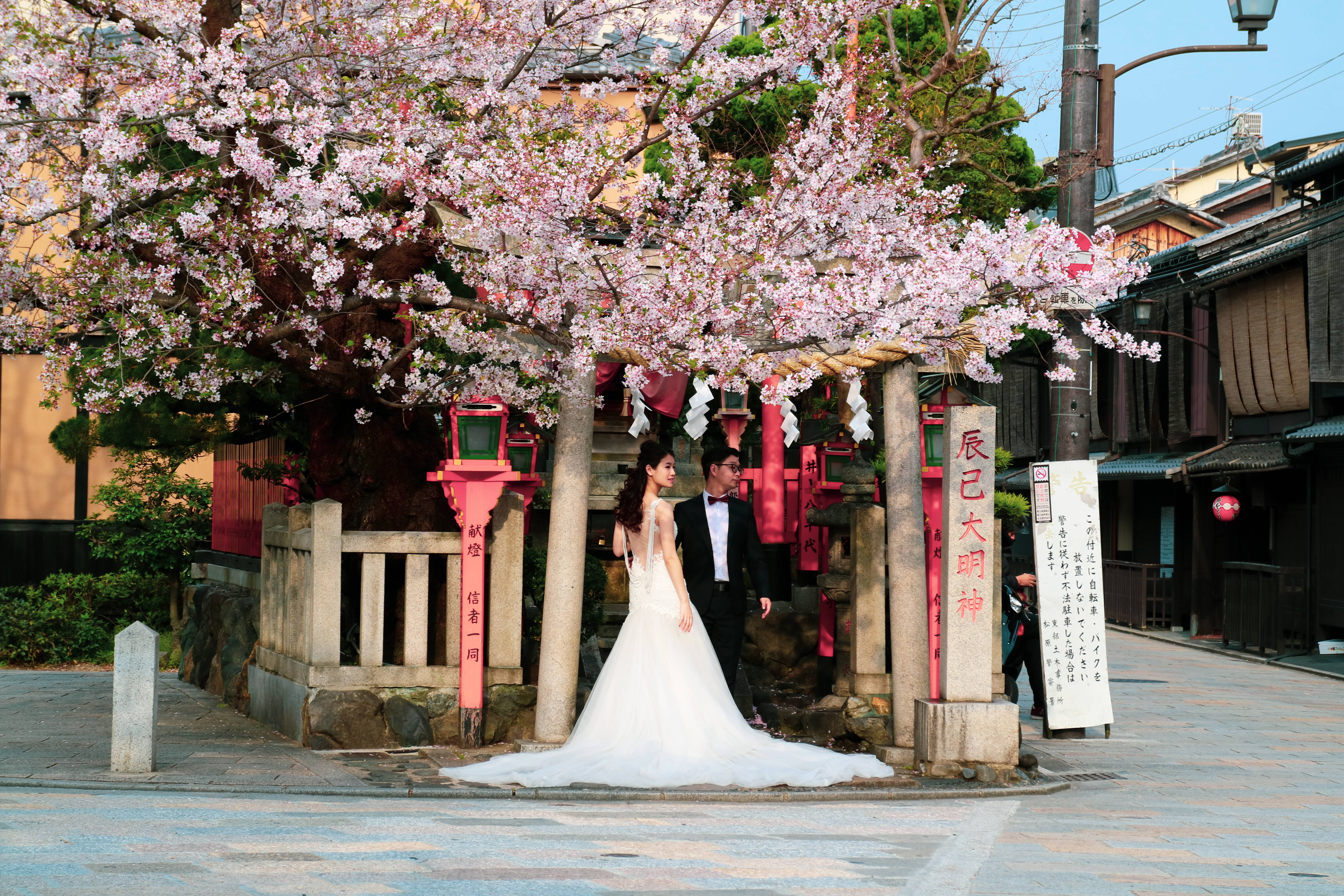 Japanese sakura, blossoming cherry tree, traditional Japanese shrine, 5K Desktop Wallpaper