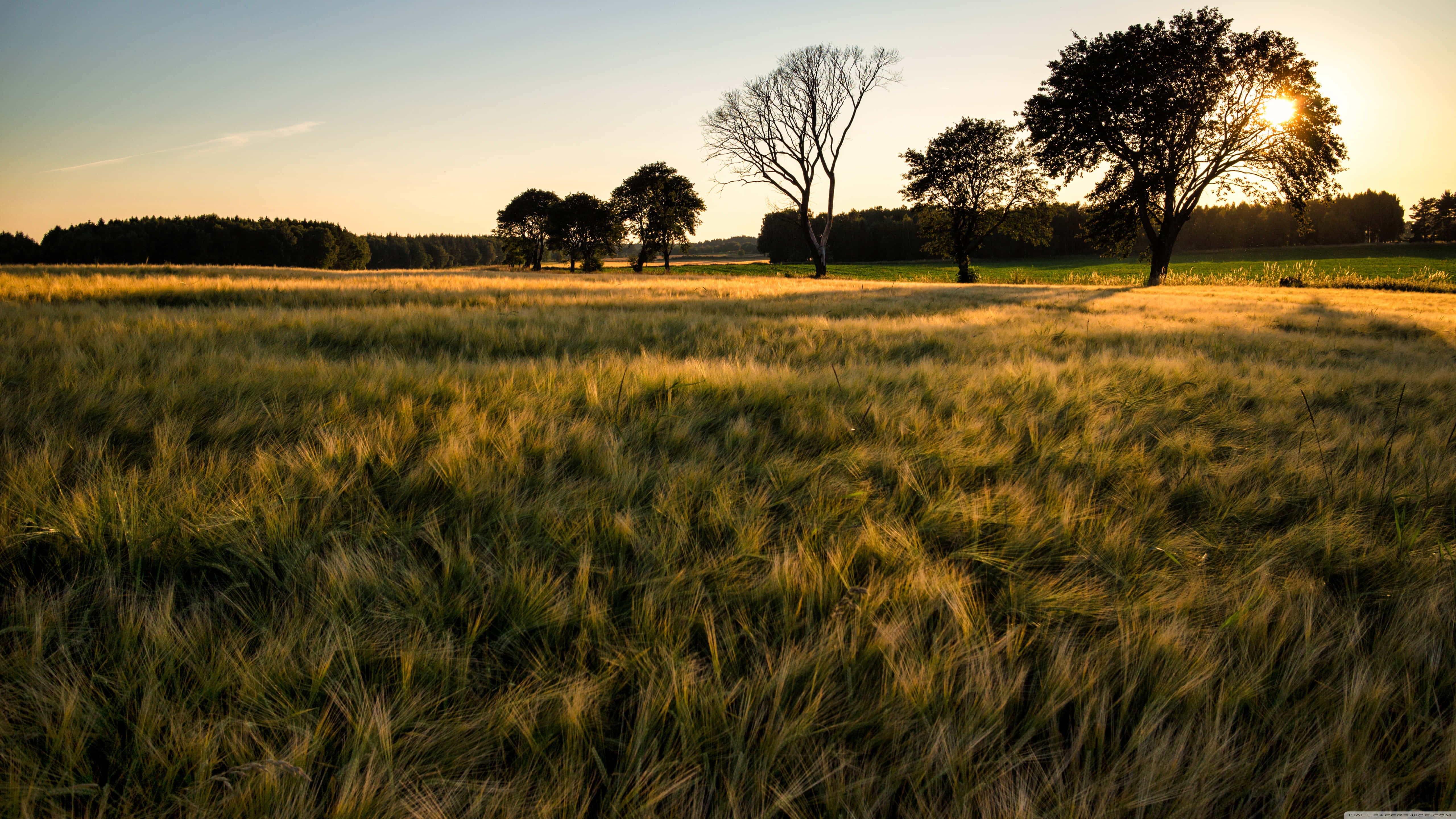golden wheat field, warm sunset light, silhouetted trees, 5K Desktop Wallpaper