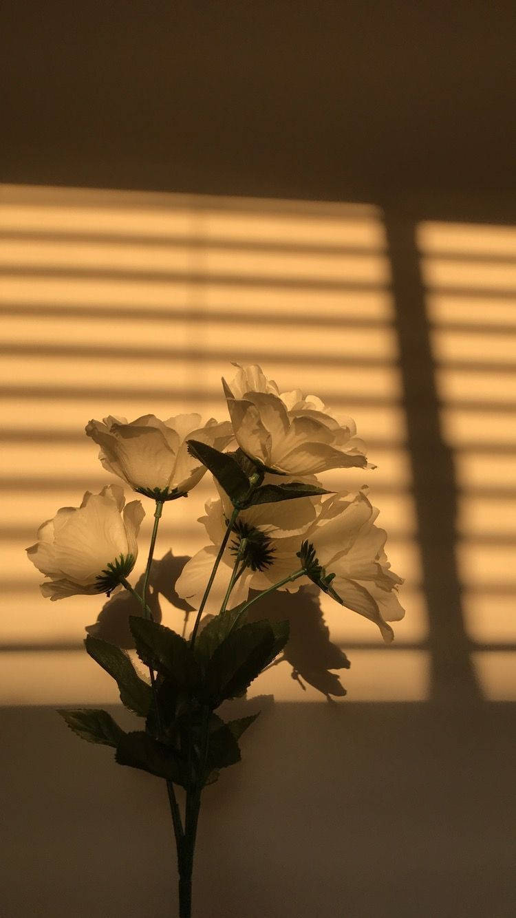 light brown aesthetic rose, white flowers, warm golden light, HD Phone Wallpaper