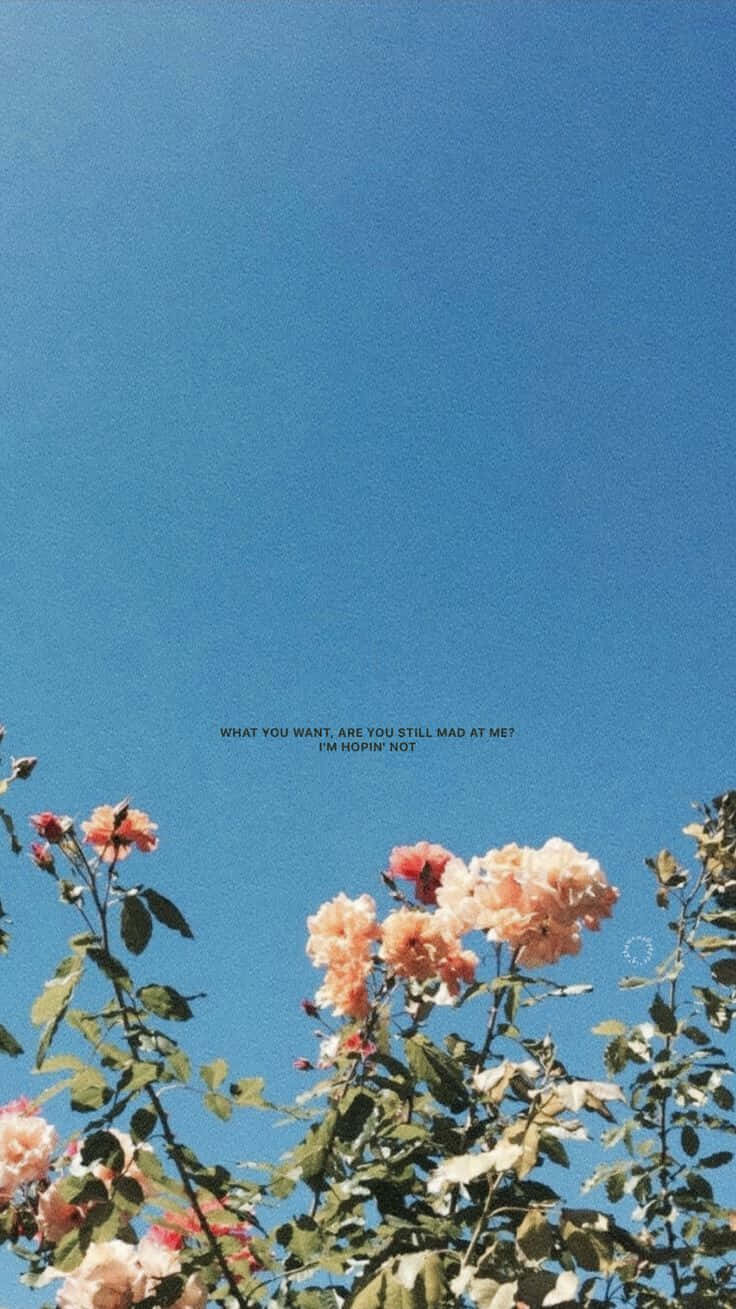 blue sky, peach roses, faint text overlay, HD Phone Wallpaper