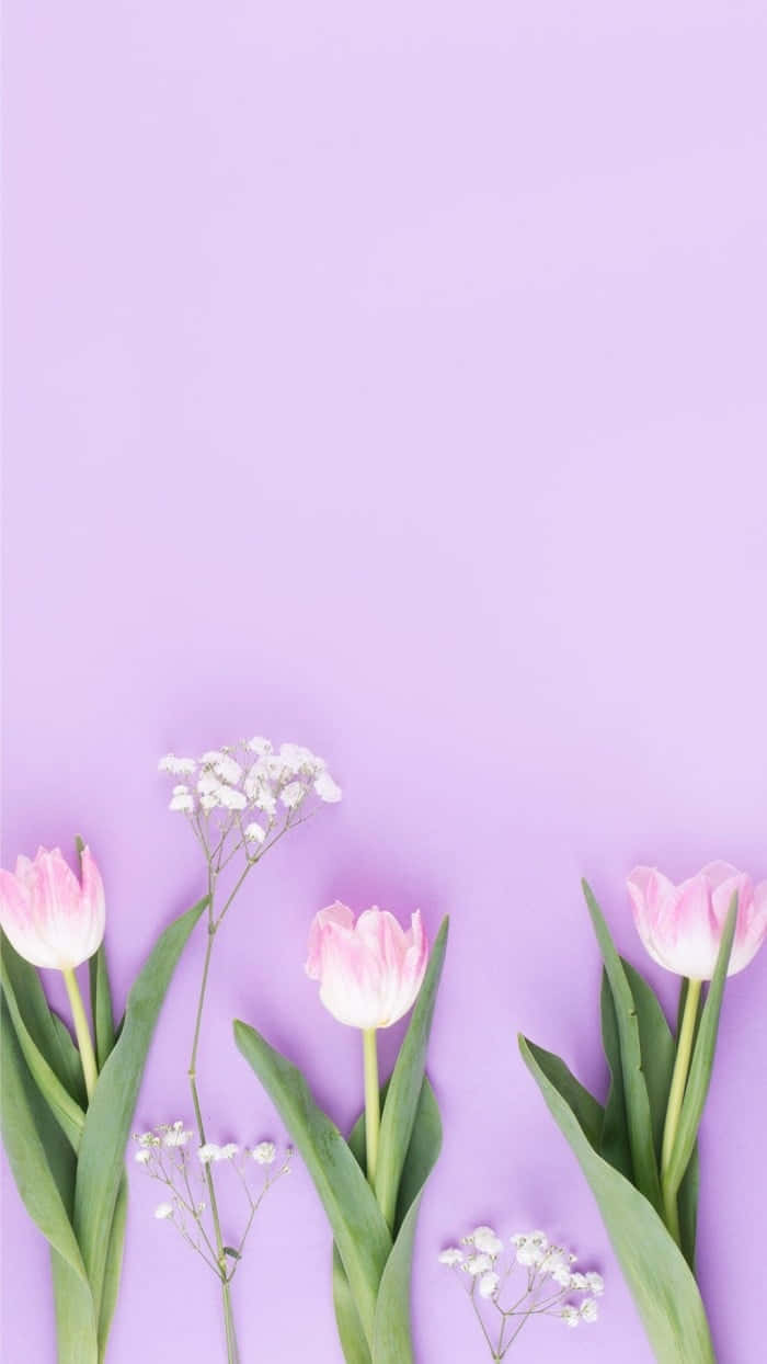pastel purple, lavender background, pink tulips, SD Phone Wallpaper