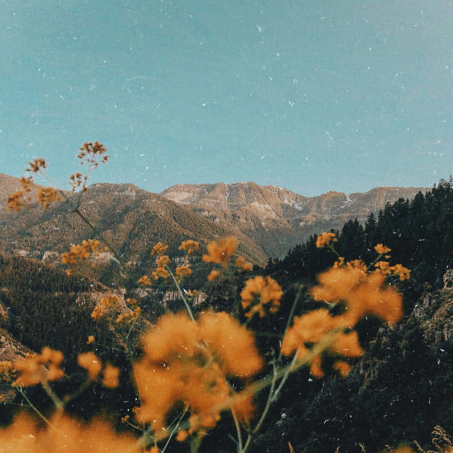 Golden Mountain Meadow, vibrant orange wildflowers, rugged mountains, SD Desktop Wallpaper