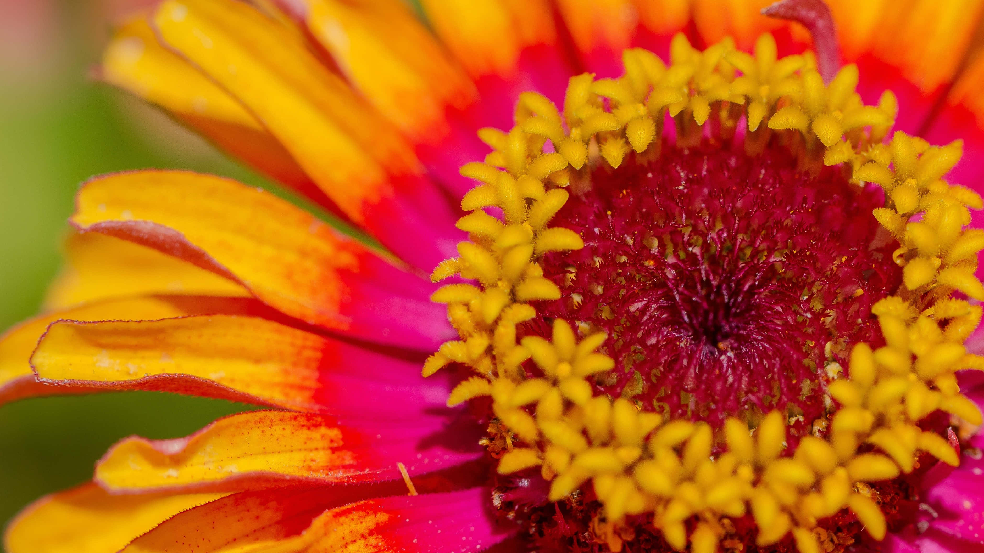 zinnia flower, fiery orange yellow petals, deep magenta center, 2K Desktop Wallpaper