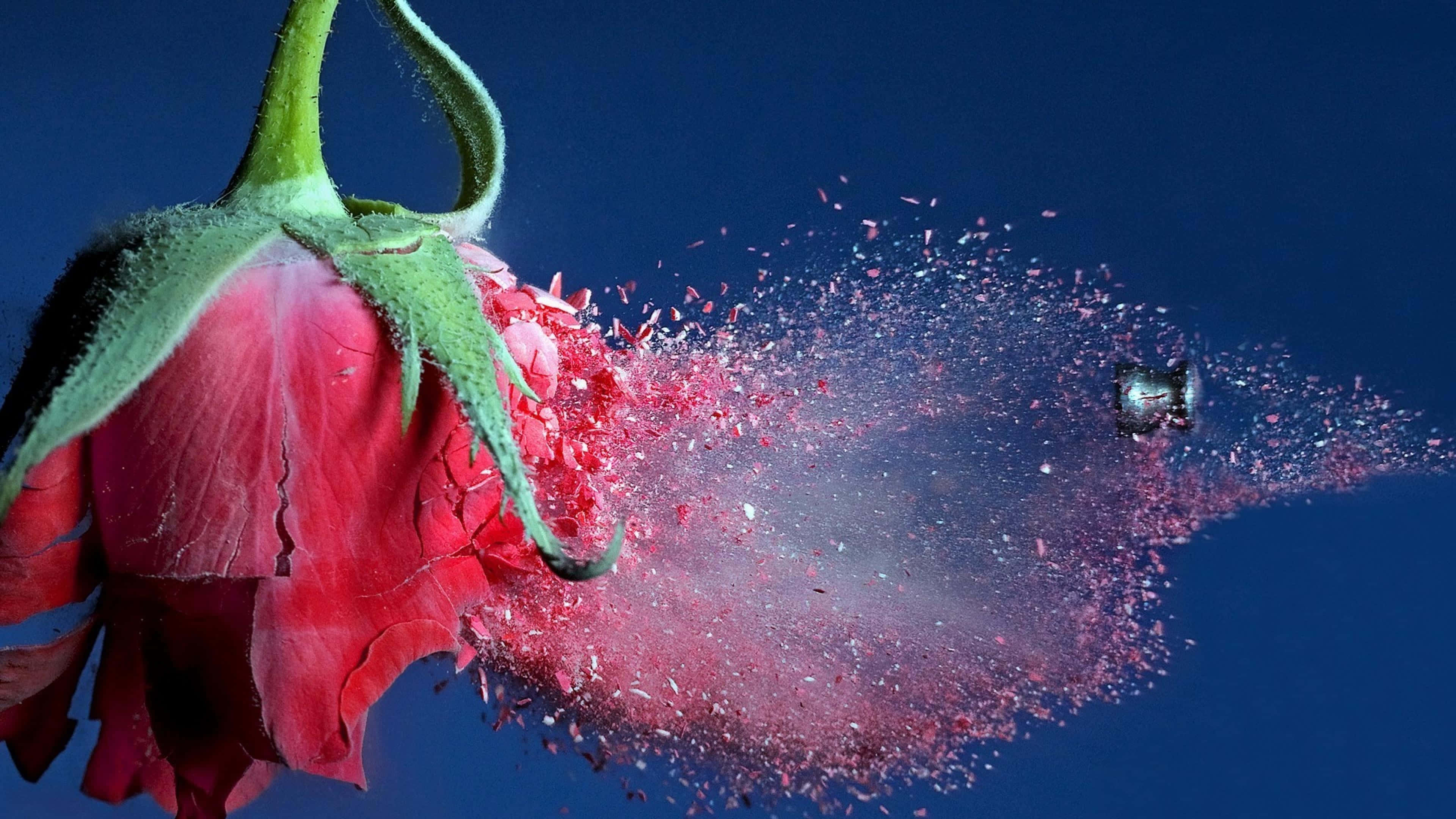 vibrant red rose, deep blue background, slow motion, 4K Desktop Wallpaper