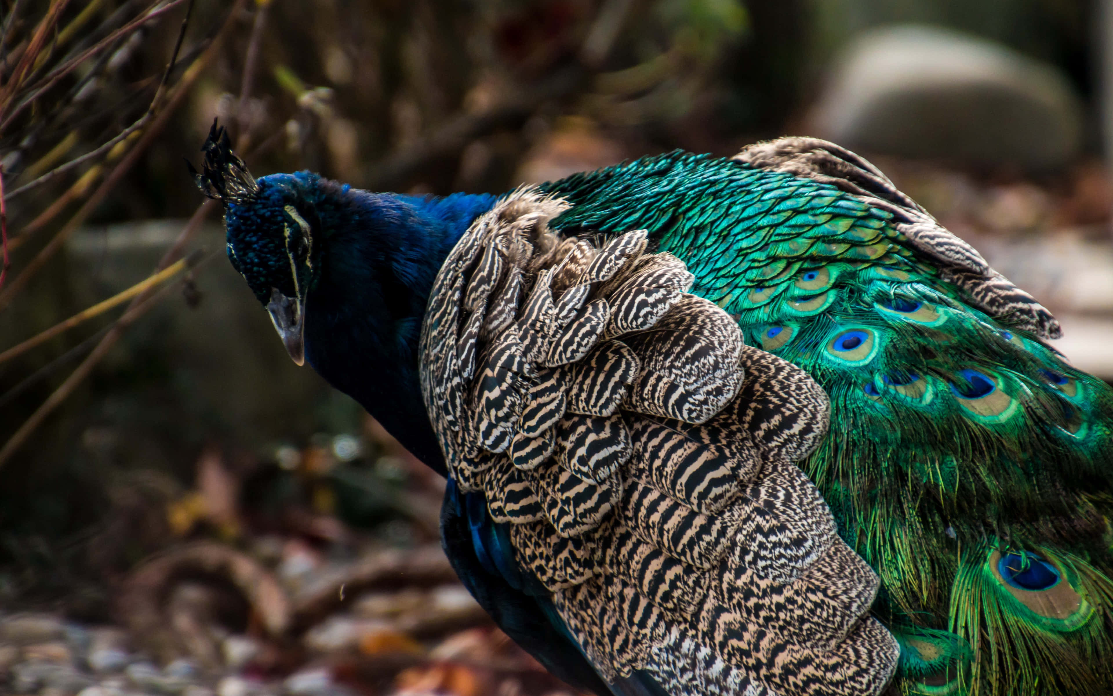 peacock, iridescent blue, iridescent green, 4K Desktop Wallpaper