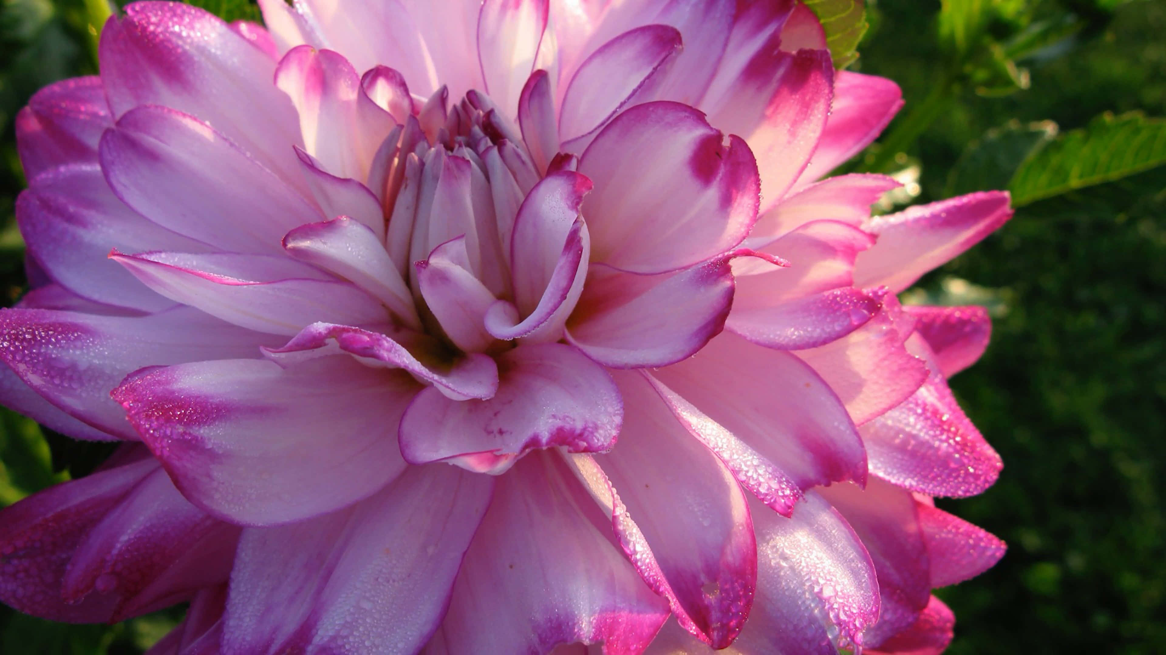 vibrant pink dahlia, dew drops glistening, layered petals, 4K Desktop Wallpaper