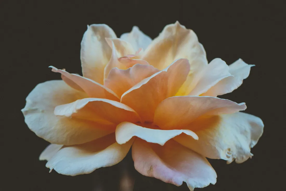 Bright Flower