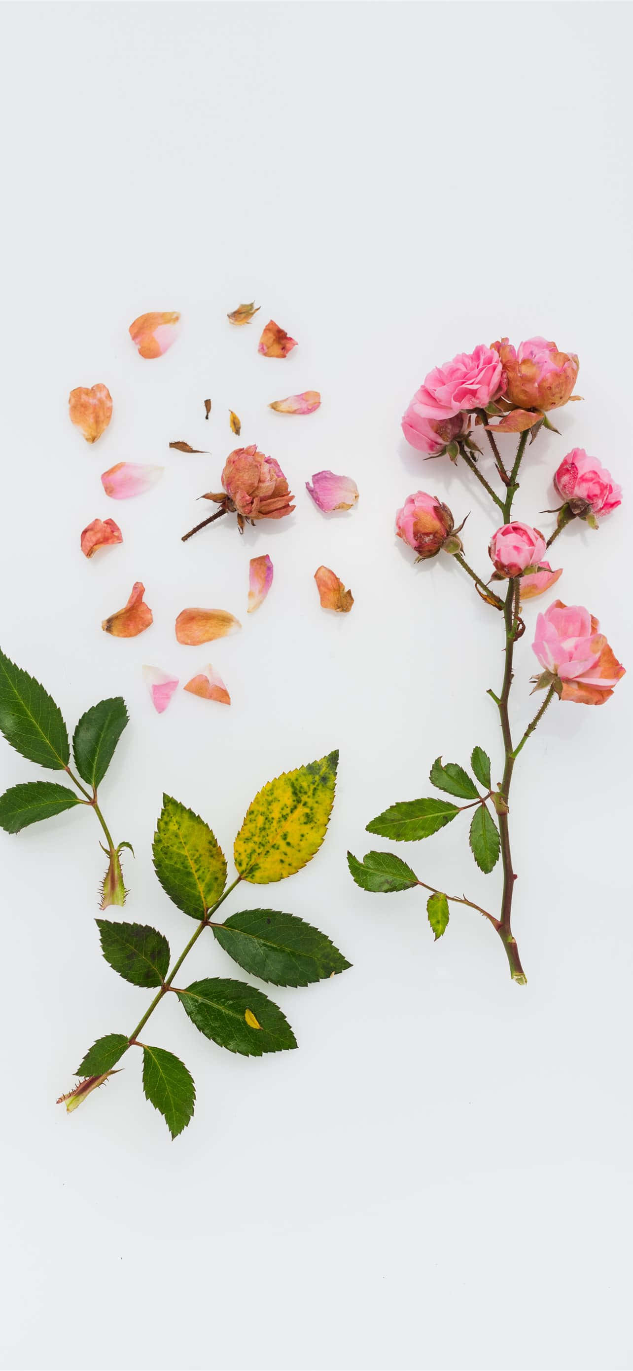 pink roses, scattered petals, green leaves, 2K Phone Wallpaper