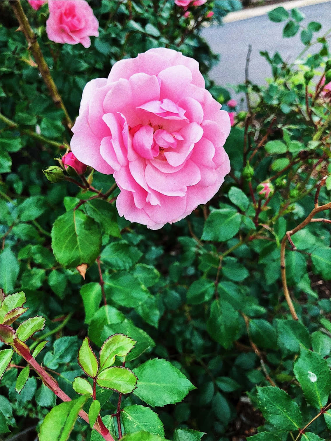 bright rose pink aesthetic flower, vibrant pink rose, deep green foliage, HD Phone Wallpaper