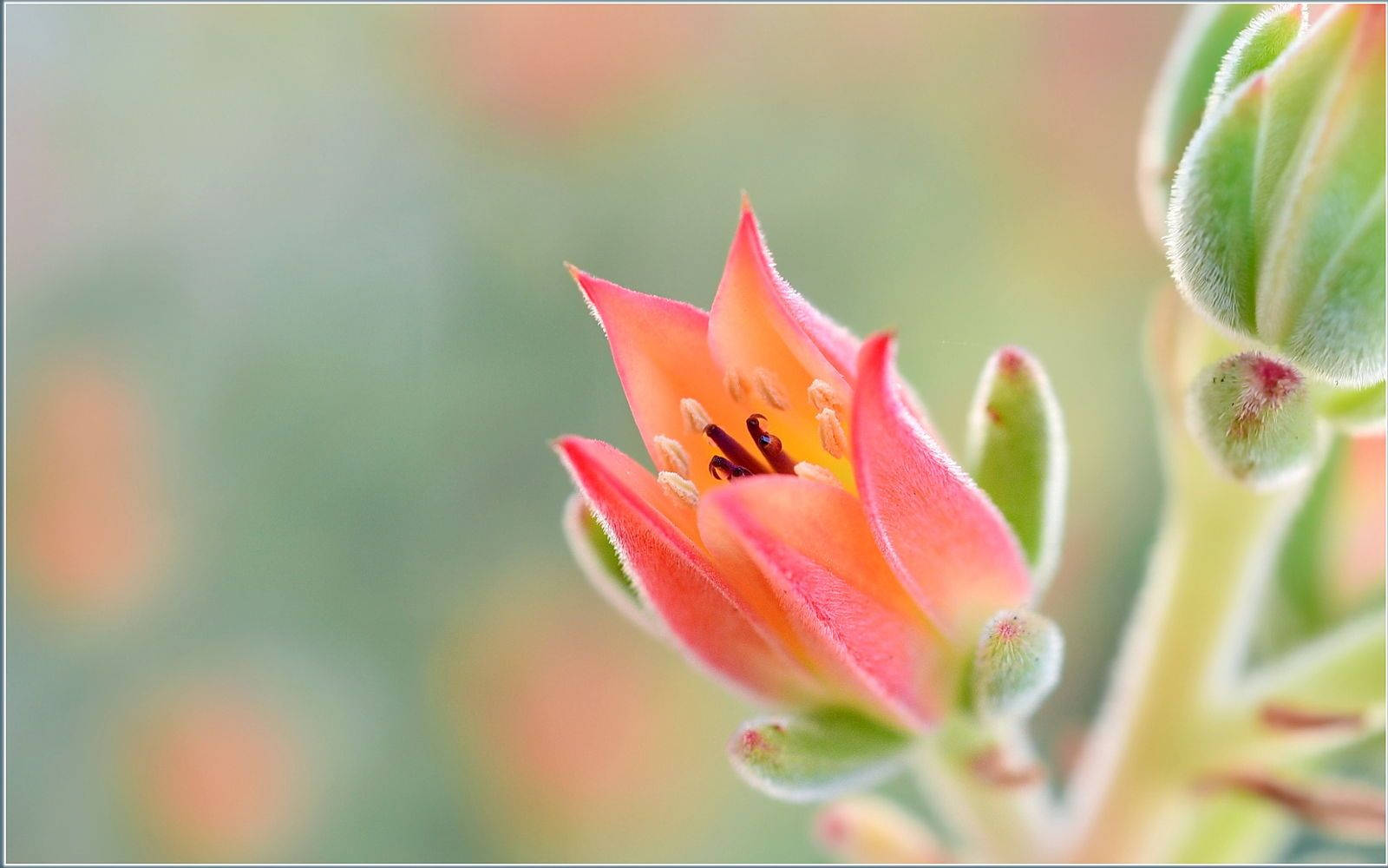 pastel flower, pink succulent flower, blurred green background, HD Desktop Wallpaper