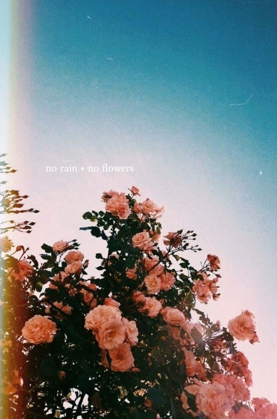 pink roses, gradient sky, vintage film flare, HD Phone Wallpaper
