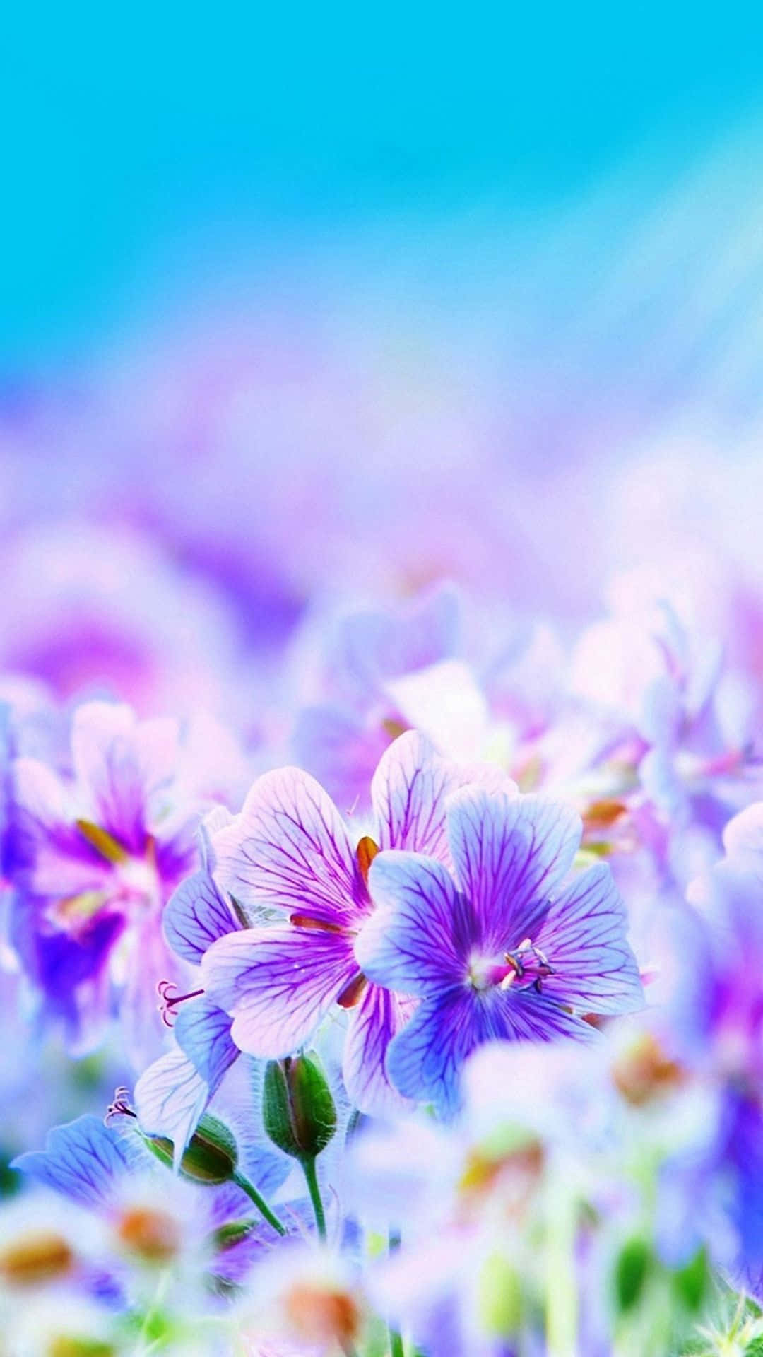 vibrant purple flowers, bright blue sky, dreamy field, Full HD Phone Wallpaper