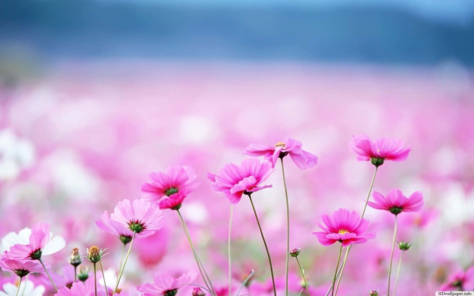 vibrant pink cosmos flowers, sunlit field, soft blurred background mountains, Full HD Desktop Wallpaper