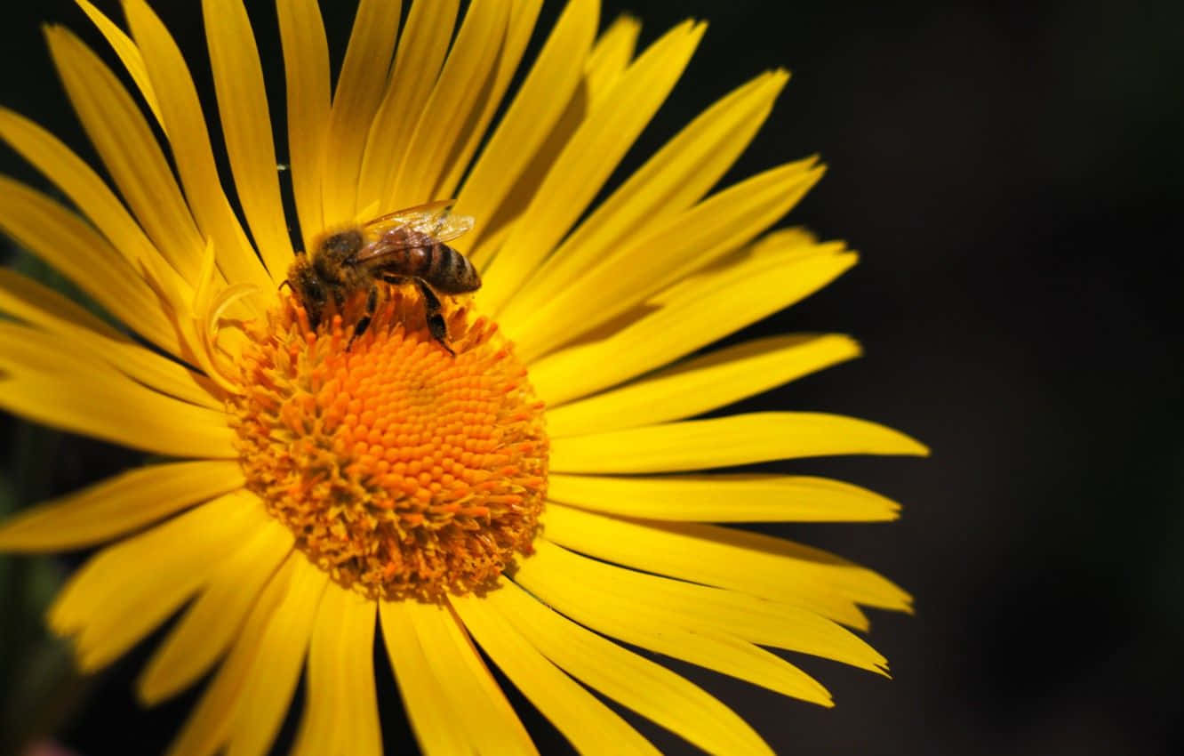 yellow daisy, bee, vibrant orange center, HD Desktop Wallpaper