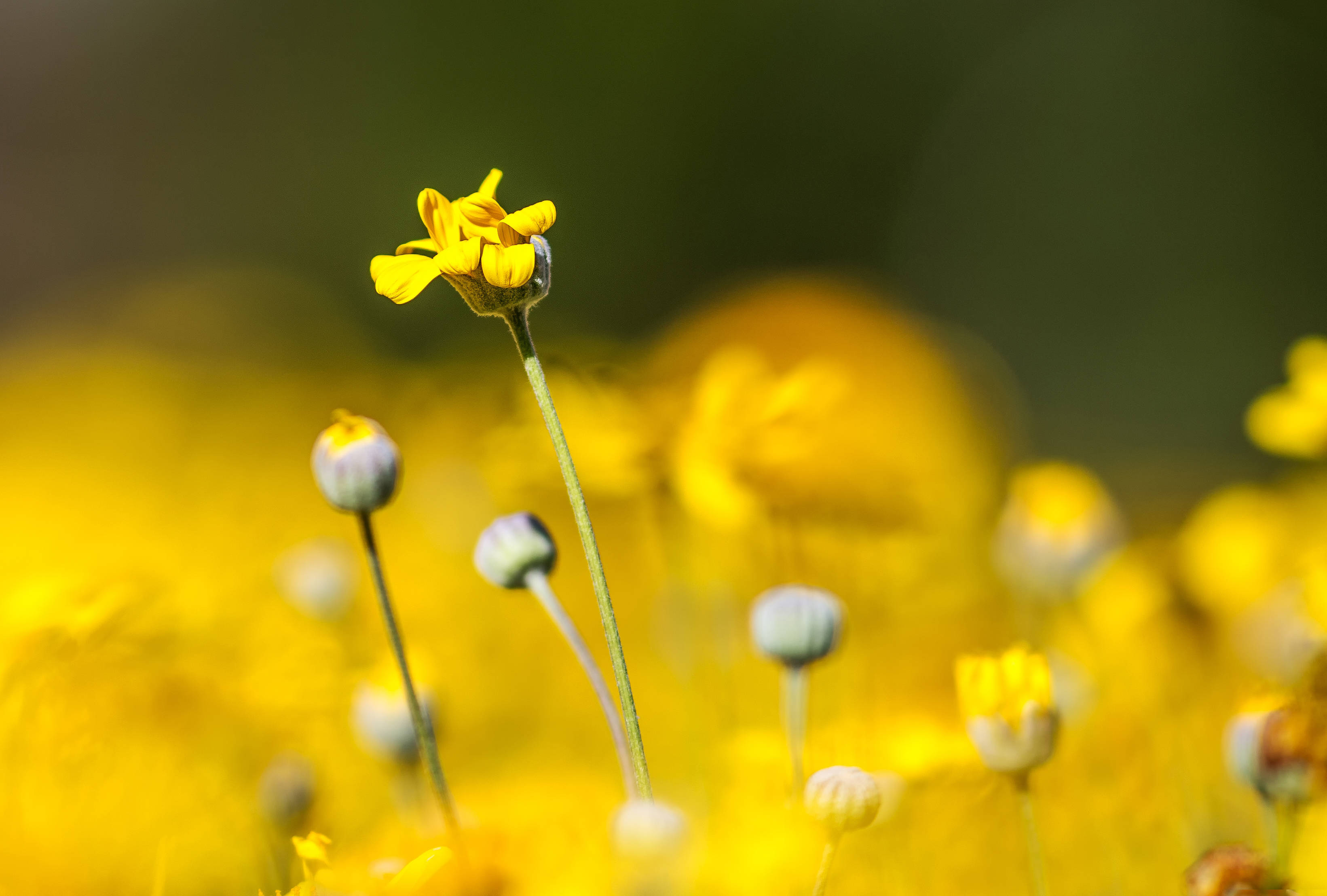 yellow flower, vibrant yellow flower, field of blurred golden blossoms, 2K Desktop Wallpaper