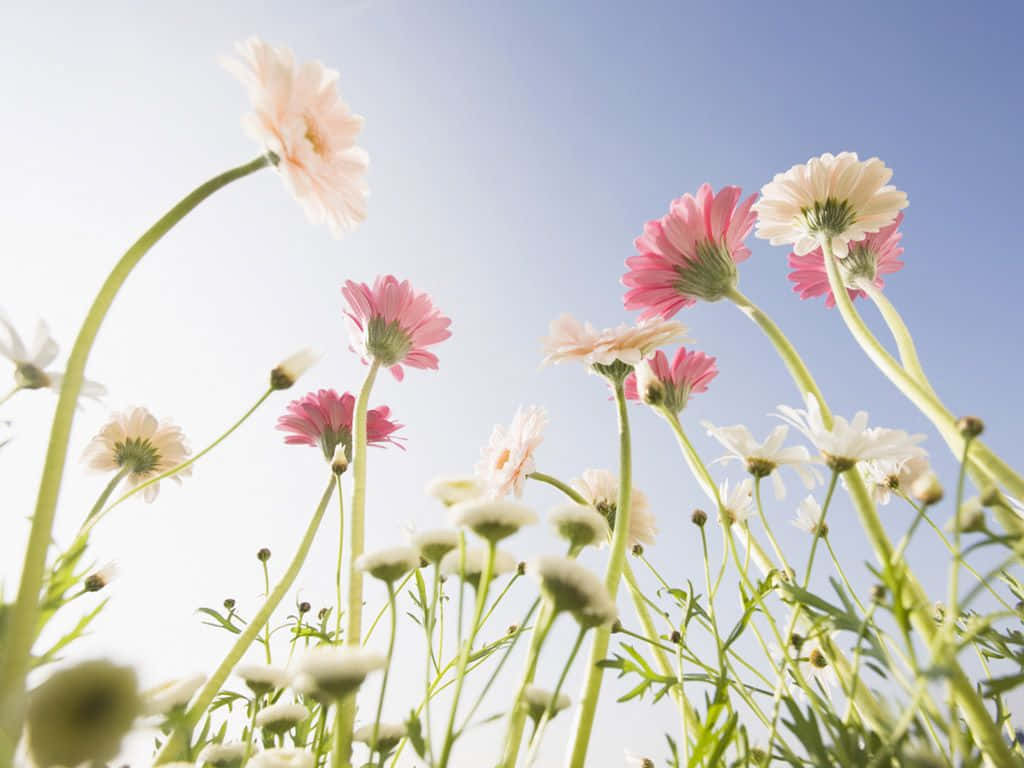 pink and white daisies, bright blue sky, sunlit meadow, SD Desktop Wallpaper