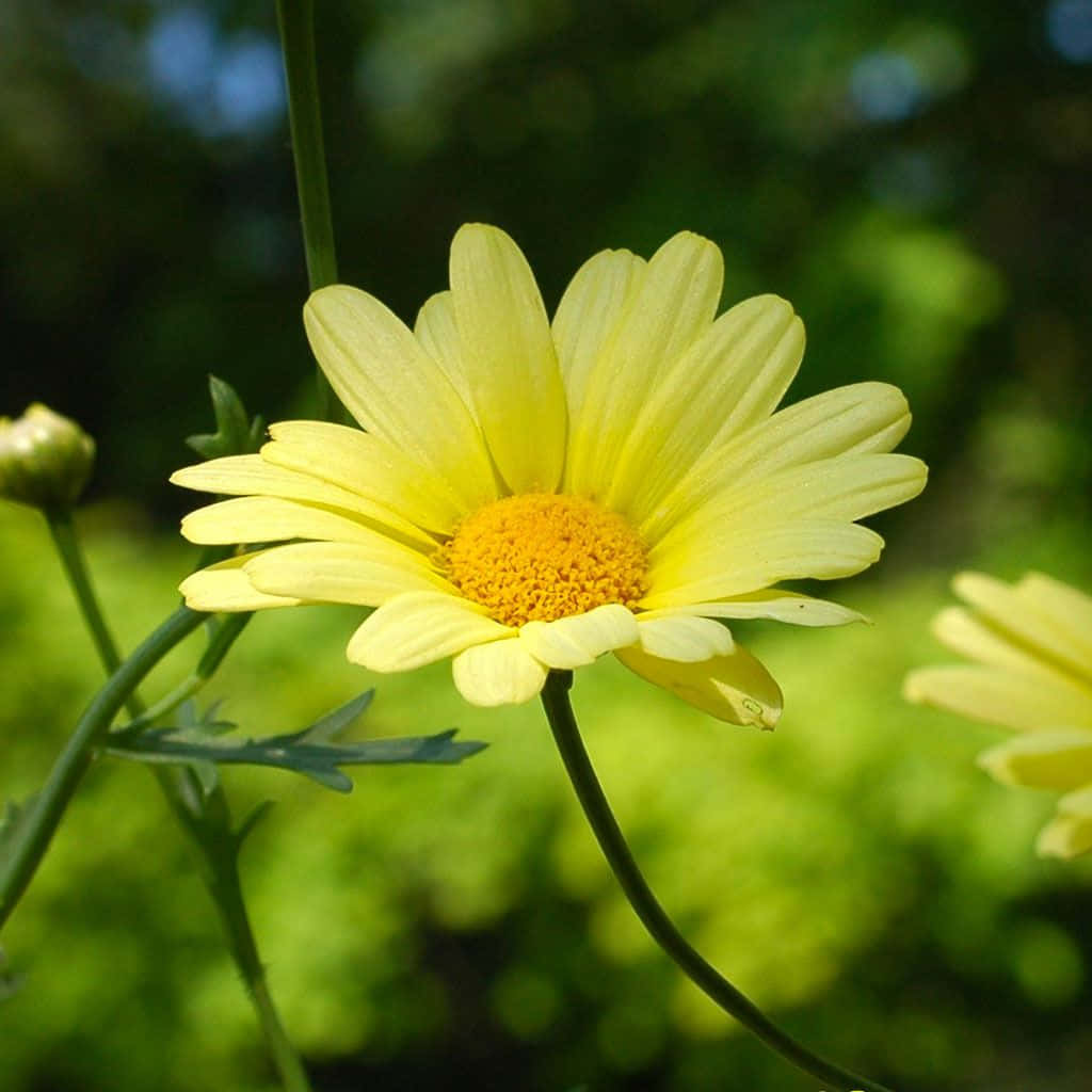 yellow daisy, golden center, soft green blurred background, SD Desktop Wallpaper