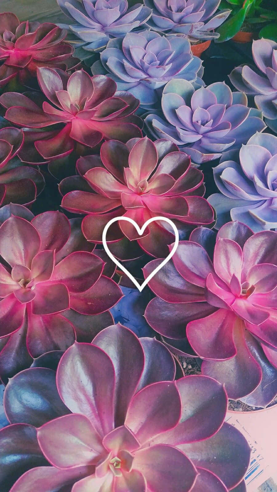 vibrant pink, purple succulents, white heart overlay, HD Phone Wallpaper