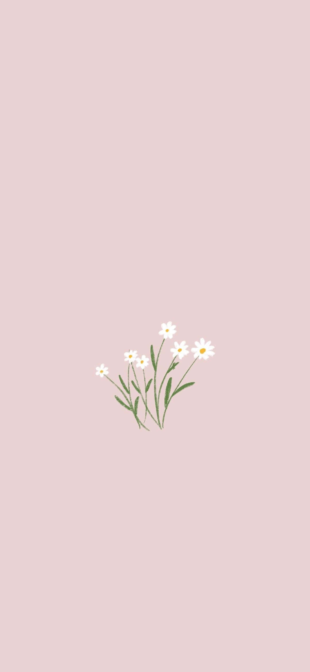 white daisies, green stems, soft pink background, Full HD Phone Wallpaper