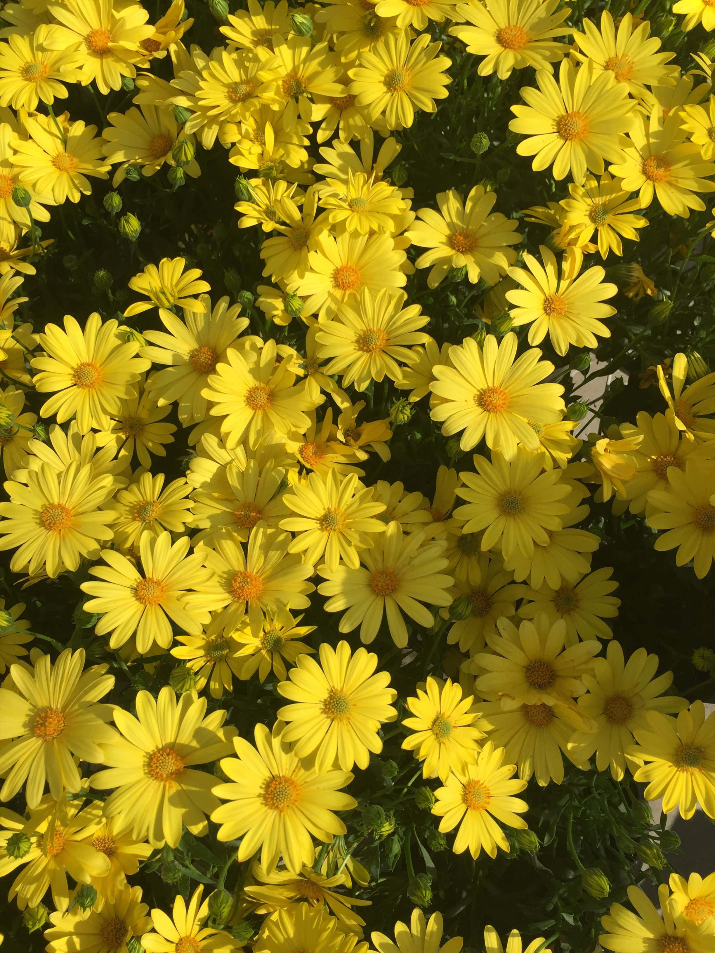 yellow daisy, bright yellow daisies, orange centers, 2K Phone Wallpaper
