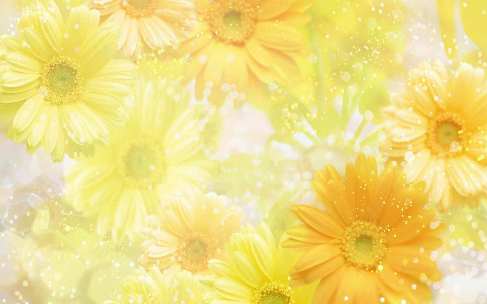 yellow daisy, glowing golden backdrop, sparkling light particles, HD Desktop Wallpaper