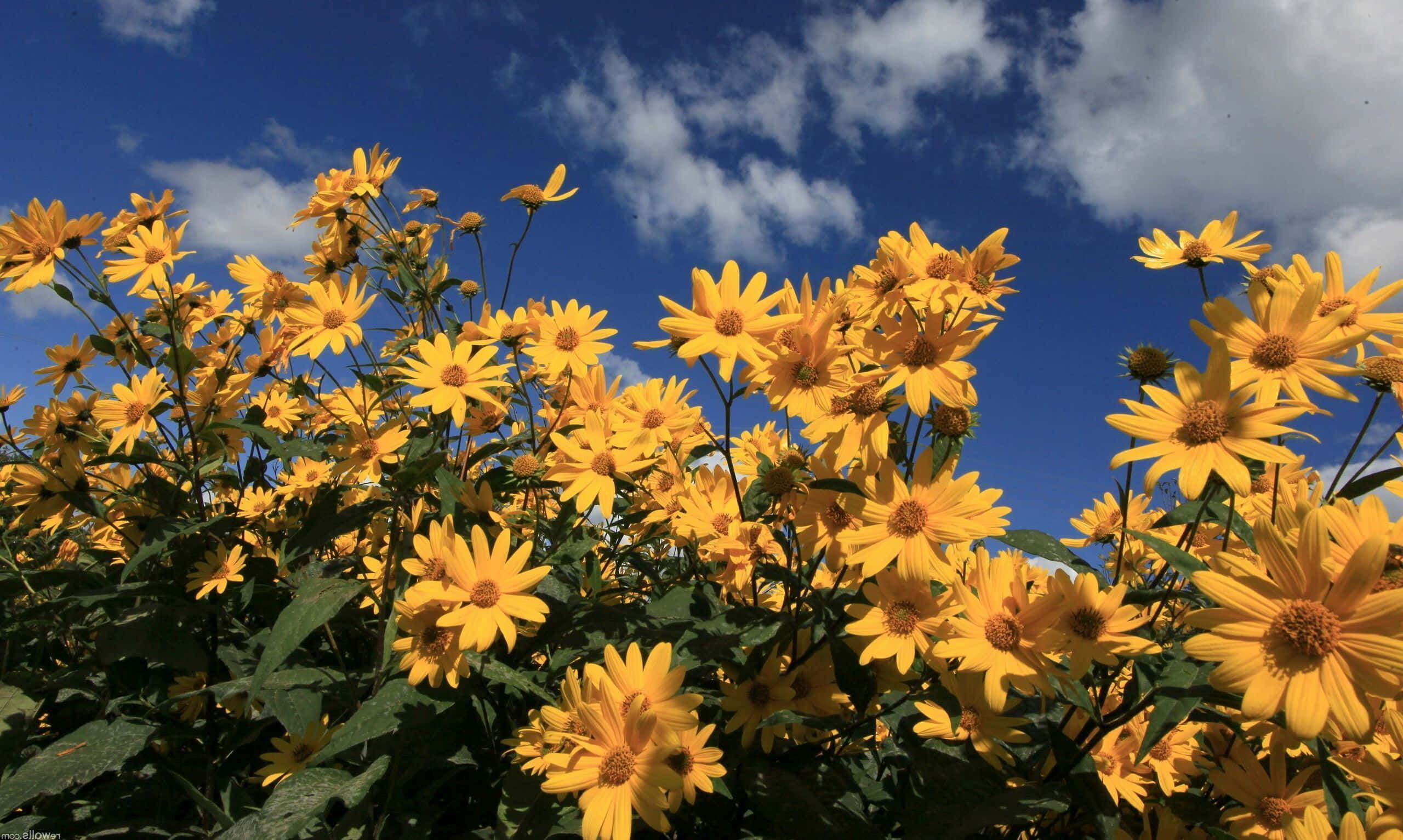 yellow daisy, bright blue sky, white clouds, 2K Desktop Wallpaper