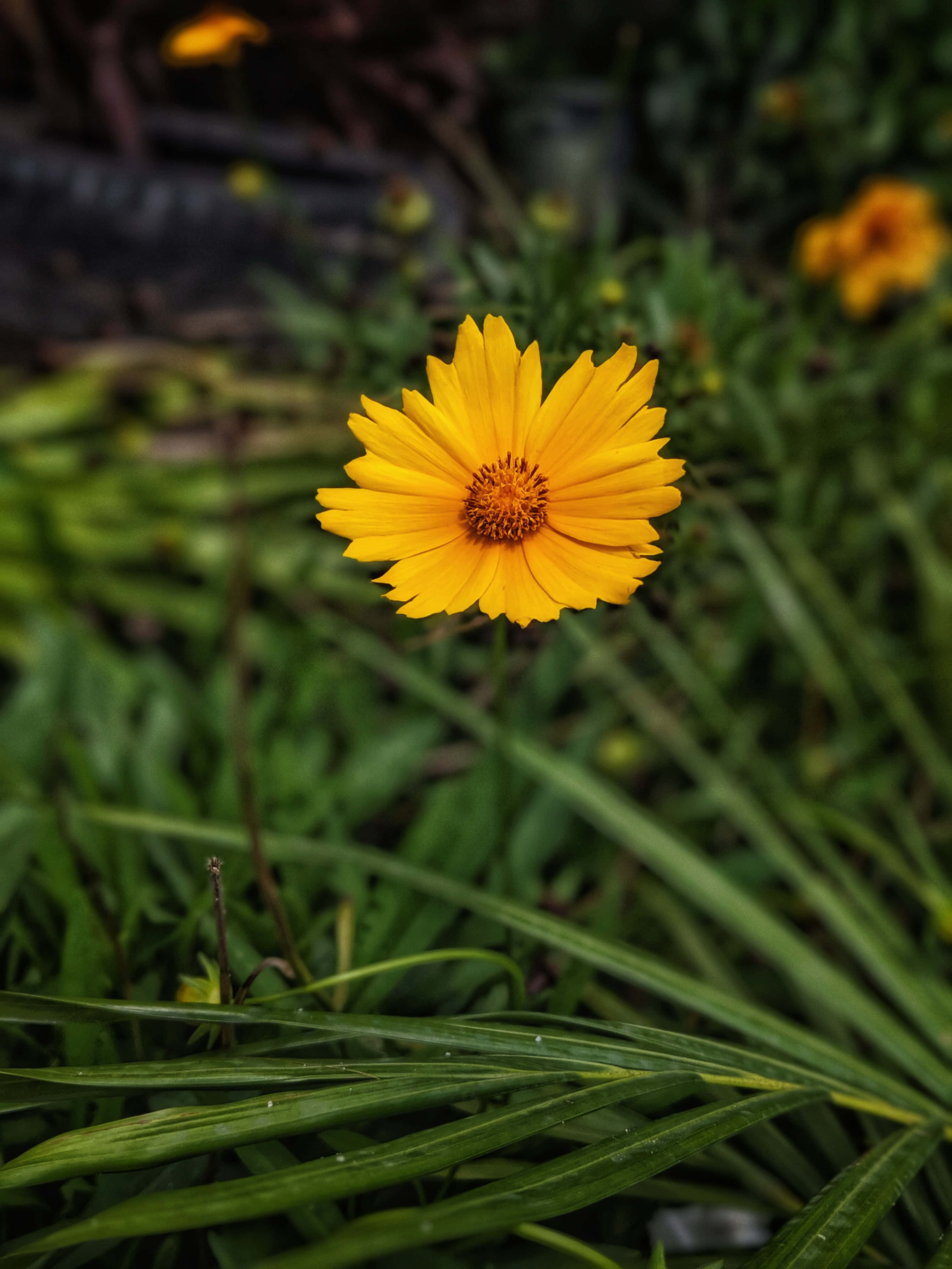 yellow daisy, vibrant yellow, layered petals, 4K Phone Wallpaper