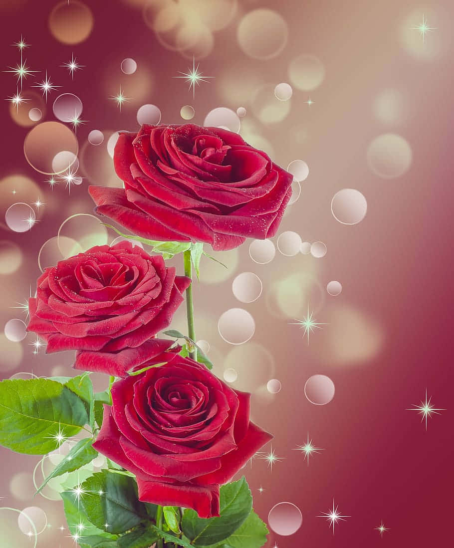 Burgundy Flower, vibrant red roses, dewdrops, SD Phone Wallpaper