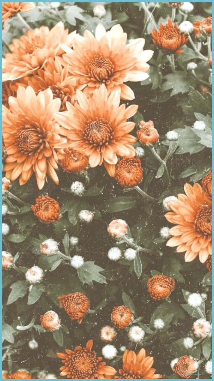 orange, white, chrysanthemums, SD Phone Wallpaper