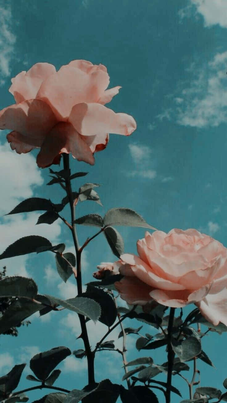 soft pink roses, vivid teal sky, scattered white clouds, HD Phone Wallpaper